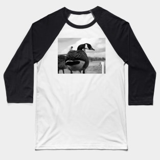 Canadian Goose stare Baseball T-Shirt